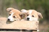 CORGI PEMBROKE 1333